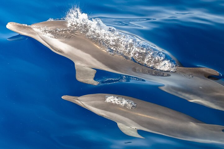 Guaranteed Dolphin and Whale Watch in Hawaii | Pelago